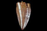 Cretaceous Fossil Crocodile Tooth - Morocco #90042-1
